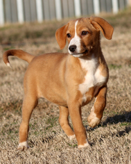 Shepradors Dogs for adoption in Eureka Springs, AR, USA