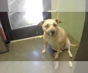 American Pit Bull Terrier-Unknown Mix Dogs for adoption in Tulsa, OK, USA