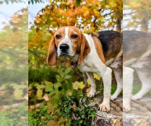 Beagle Dogs for adoption in Attica, NY, USA