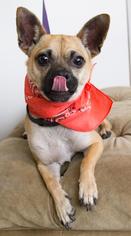 Pug Dogs for adoption in Minneapolis, MN, USA