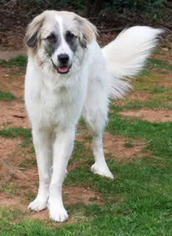 Great Pyrenees Dogs for adoption in Greenville, SC, USA