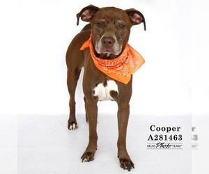 German Shorthaired Lab Dogs for adoption in Conroe, TX, USA