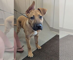 Black Mouth Cur-Unknown Mix Dogs for adoption in La Porte, IN, USA
