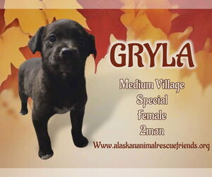 Labrador Retriever-Unknown Mix Dogs for adoption in Anchorage, AK, USA