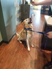 Labrador Retriever Dogs for adoption in Winston Salem, NC, USA