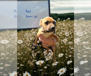 Labrador Retriever-Unknown Mix Dogs for adoption in garner, NC, USA