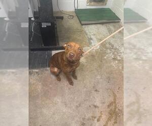 American Staffordshire Terrier-Unknown Mix Dogs for adoption in San Andreas, CA, USA