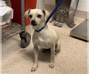 Chihuahua Dogs for adoption in Bakersfield, CA, USA