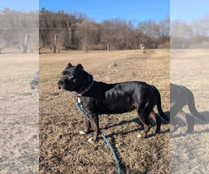 American Pit Bull Terrier-Unknown Mix Dogs for adoption in Kewanee, IL, USA