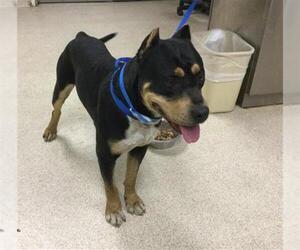 American Staffordshire Terrier Dogs for adoption in Riverside, CA, USA