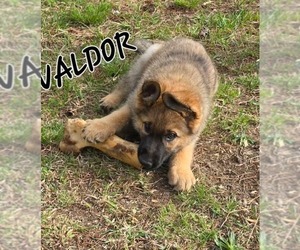 German Shepherd Dog-Unknown Mix Dogs for adoption in LOGANVILLE, GA, USA