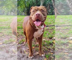 American Staffordshire Terrier-Labrador Retriever Mix Dogs for adoption in Fort Lauderdale, FL, USA
