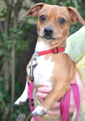 Dachshund-Unknown Mix Dogs for adoption in Northbrook, IL, USA