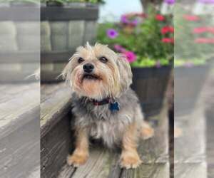 Mutt Dogs for adoption in Plainfield, IL, USA