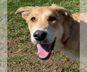 Anatolian Shepherd Dogs for adoption in Kansas City, MO, USA