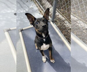 Mutt Dogs for adoption in San Diego, CA, USA