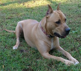 American Pit Bull Terrier Dogs for adoption in Cabool, MO, USA