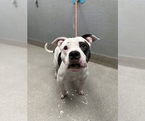 American Pit Bull Terrier-Unknown Mix Dogs for adoption in Las Vegas, NV, USA