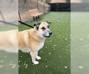 Great Pyrenees Dogs for adoption in Salinas, CA, USA