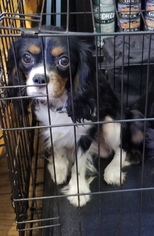 Cavalier King Charles Spaniel Dogs for adoption in Sonora, CA, USA