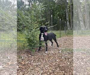 Labrador Retriever-Unknown Mix Dogs for adoption in Rustburg, VA, USA