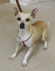 Chihuahua-Unknown Mix Dogs for adoption in Tehachapi, CA, USA