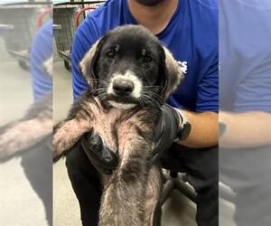 Labrador Retriever-Unknown Mix Dogs for adoption in Corpus Christi, TX, USA