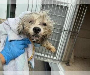 Unknown-Wheaten Terrier Mix Dogs for adoption in Chula Vista, CA, USA