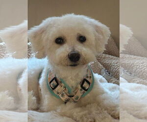 Bichon Frise Dogs for adoption in springfield, VA, USA