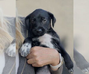 Labrador Retriever-Unknown Mix Dogs for adoption in Dana Point, CA, USA