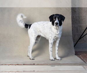 Great Pyrenees-Unknown Mix Dogs for adoption in Jackson, CA, USA