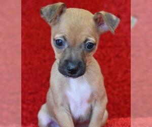 Chihuahua Dogs for adoption in Eureka, CA, USA