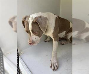 American Pit Bull Terrier Dogs for adoption in Houston, TX, USA