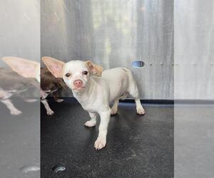 Chihuahua Dogs for adoption in San Antonio, TX, USA