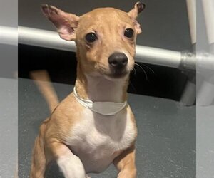 Chiweenie Dogs for adoption in New York City, NY, USA