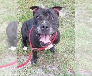 American Staffordshire Terrier Dogs for adoption in Fort Lauderdale, FL, USA