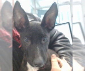 German Shepherd Dog-Unknown Mix Dogs for adoption in Oklahoma City, OK, USA