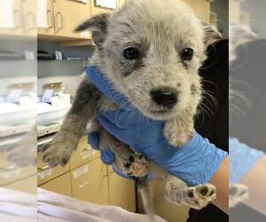 Australian Cattle Dog Dogs for adoption in Riverside, CA, USA