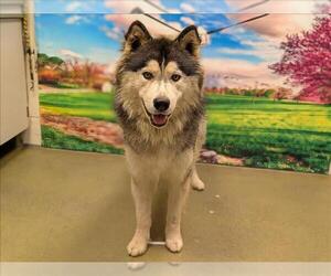 Alaskan Malamute-Unknown Mix Dogs for adoption in Moreno Valley, CA, USA