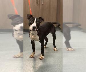 American Pit Bull Terrier Dogs for adoption in Baytown, TX, USA