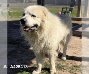 Great Pyrenees-Unknown Mix Dogs for adoption in Conroe, TX, USA