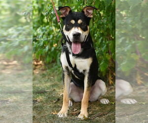 American Staffordshire Terrier-Unknown Mix Dogs for adoption in Lawrenceville, NJ, USA