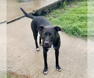 Bulldog-Labrador Retriever Mix Dogs for adoption in Glenwood, GA, USA