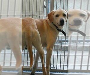 Labrador Retriever-Unknown Mix Dogs for adoption in Sanford, FL, USA
