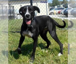 Boxador Dogs for adoption in Oskaloosa, IA, USA