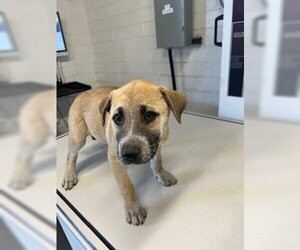 German Shepherd Dog-Unknown Mix Dogs for adoption in Stockton, CA, USA