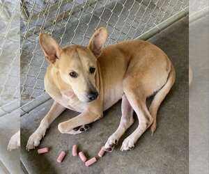 Carolina Dog-Unknown Mix Dogs for adoption in Athens, TX, USA