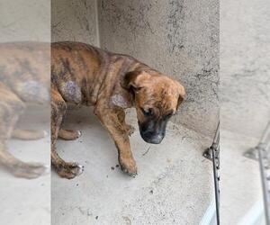 Mutt Dogs for adoption in Oklahoma City, OK, USA