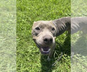 Mutt Dogs for adoption in Abbeville, LA, USA