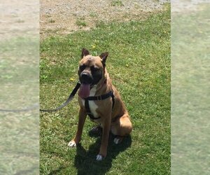 Boxer-Unknown Mix Dogs for adoption in Berkeley Springs, WV, USA